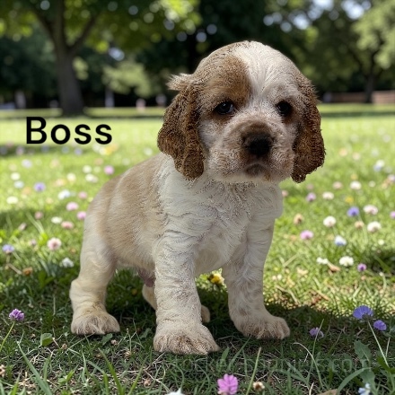 puppy, for, sale, Cocker Spaniel, Joe & Cherri  Overlease, dog, breeder, Miller, MO, dog-breeder, puppy-for-sale, forsale, nearby, find, puppyfind, locator, puppylocator, aca